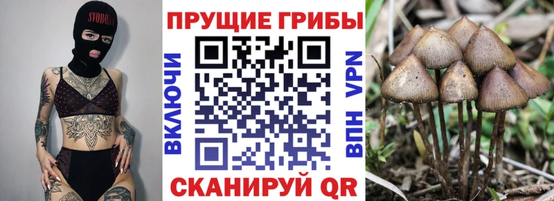 MEGA ссылки  где купить наркотик  Шарья  Галлюциногенные грибы Magic Shrooms 